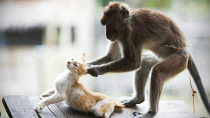 Most interesting and funny Monkeys VS CATS