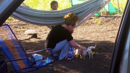 We found these beautiful puppies on the road