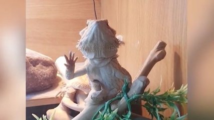 Quand il fait coucou à son lézard