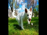 Japanese white akita ~ Snowy Growing Up (1 week to 1 year)