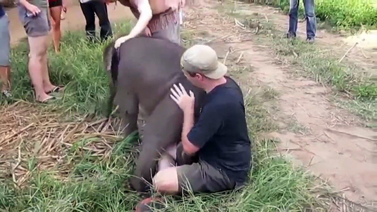 AMOR ANIMAL: Amistades Increibles Les plus étonnantes amitiés entre humains et animaux !