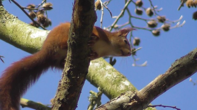 La vallée du Goëlo Ploufragan 18 Février 2017