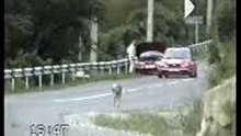 Citroen Saxo crash dog