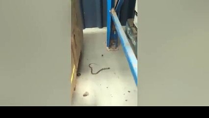 Snake Vs Spider World Greatest Insect Fight