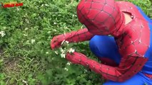 Человек-паук замороженный Elsa - Анна Supergirl Розовый килектор ♥ Супергерой, Fun в реаль
