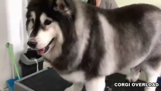 When you mix Corgi and Malamute