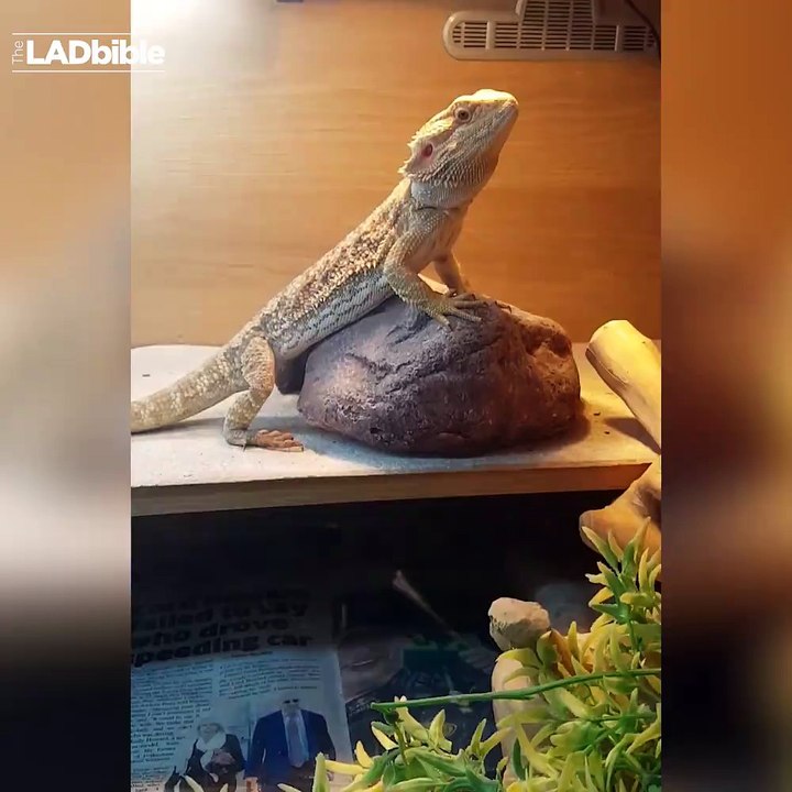Quand il fait coucou à son lézard