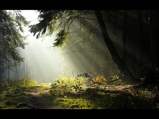 Mimoza Çiçeği Piyano