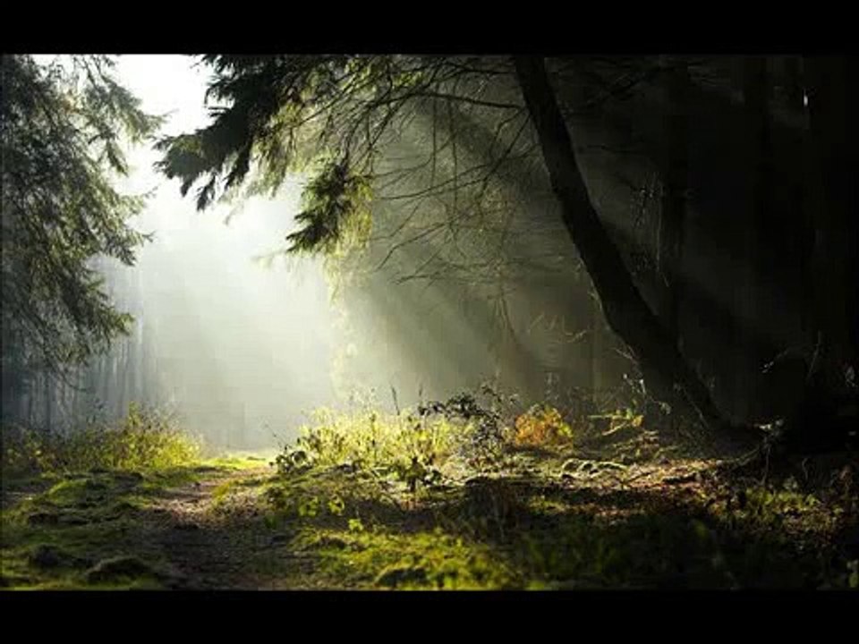 Mimoza Çiçeği Piyano