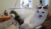 This transparent bowl swing is what cat dreams are made of