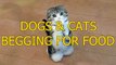 cute and funny cats and dogs begging for food