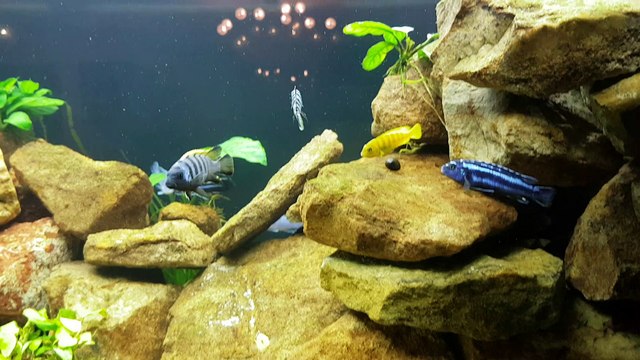 Pseudotropheus Saulosi Reproduction