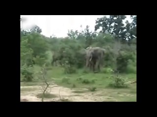 Un éléphant poursuit une voiture de touristes !