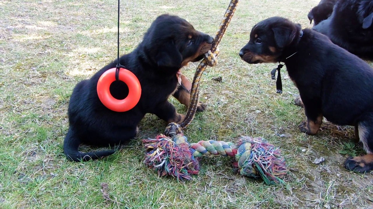 Mme Rose joue sous les bruits de pétards