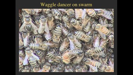 Tom Seeley: Honeybee Democracy lecture at Cornell University.