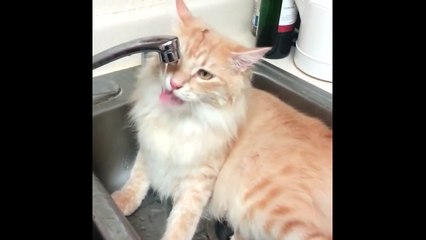 Ce chat aime vraiment l'eau !