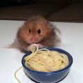 Un hamster trop mignon qui mange des nouilles !