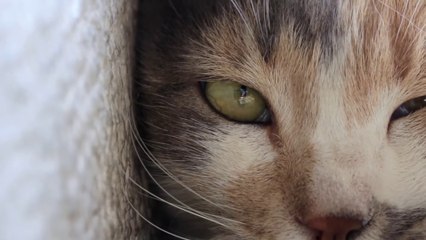 KEDI (2017) Best Cats Documentary Movie of the Year [Full HD,1920x1080]