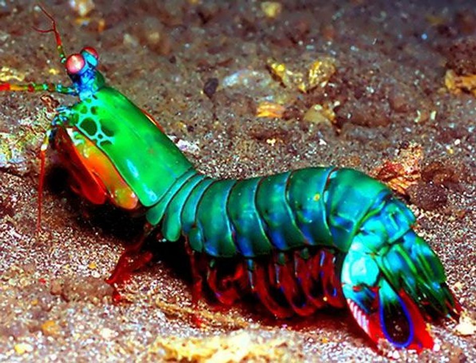 Top animais selvagens, Animais selvagens atacando, Animals, Confrontos animais, natureza, Serpentes atacando animais e h