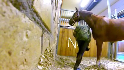 عامل إسطبل وضع كاميرا لرصد حصانه  ووكانت المفاجأة !