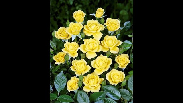 DUHA SURAT QURAN by ABDUL REHMAN SUDAIS