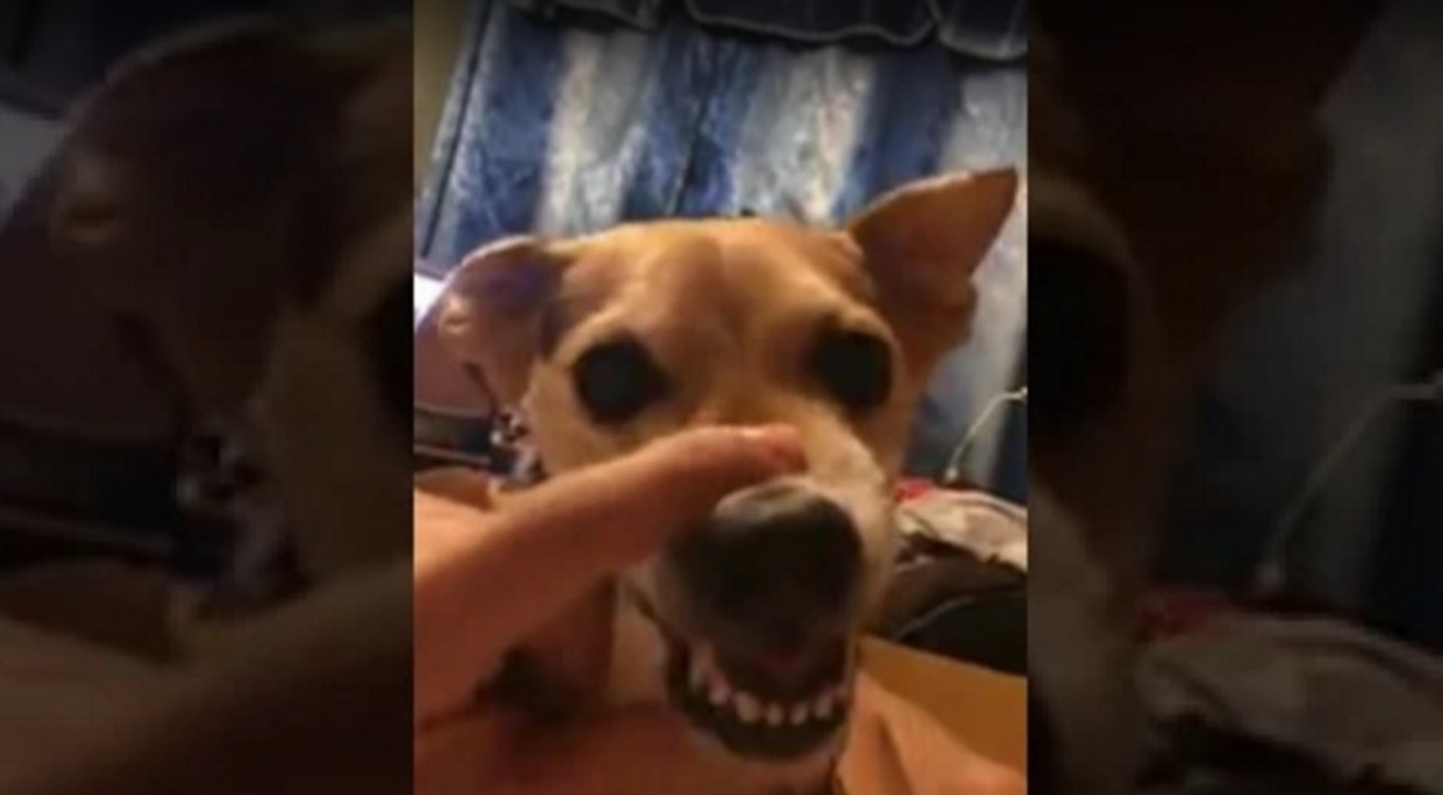 Quand tu joues avec le chien, mais qu'il n'est pas très partant