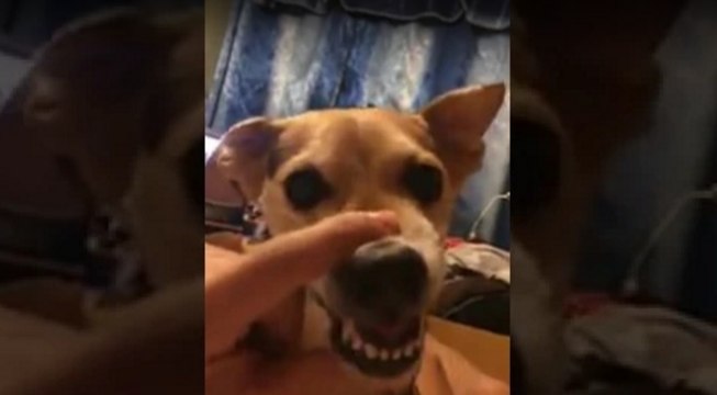 Quand tu joues avec le chien, mais qu'il n'est pas très partant