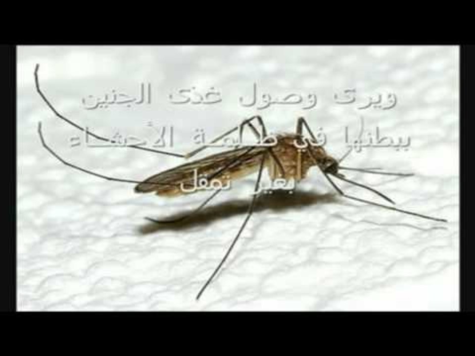 يا من يرى مد البعوض جناحها