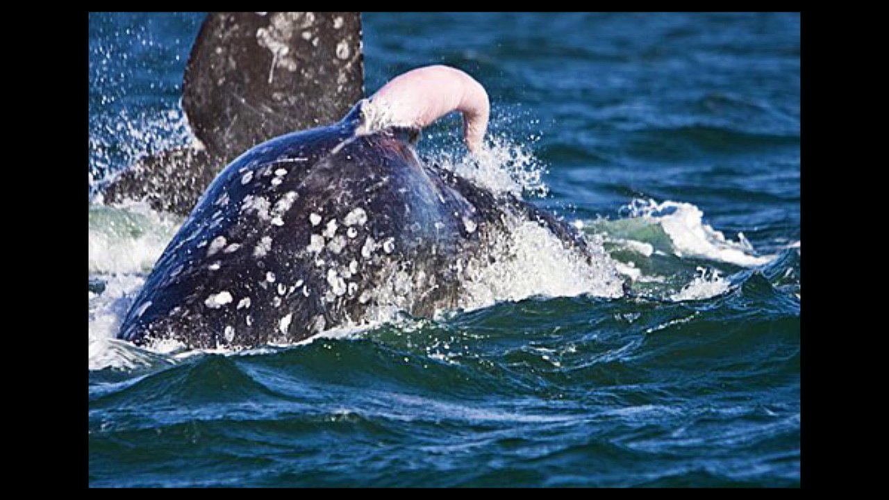 Ballena gris / Eschrichtius robustus