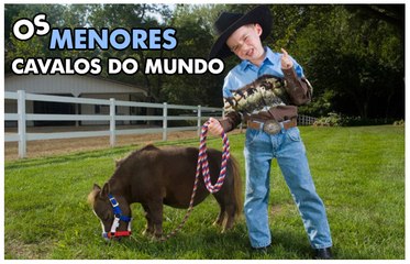 Os Menores Cavalos do Mundo