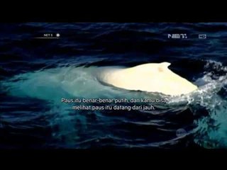 Paus bongkok nan cantik bermigrasi - NET5