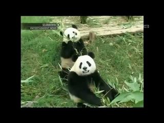 Panda raksasa mati karena gagal ginjal - IMS