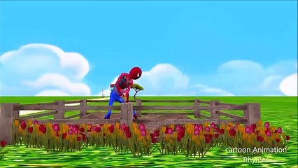 Spider man Cartoon Singing The BINGO Nursery Rhyme For Children | Bingo Dog Song