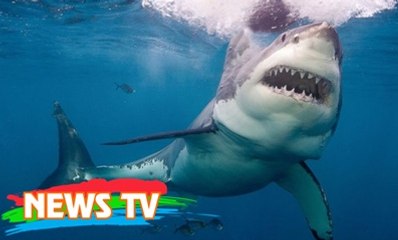 Vì sao không thủy cung nào trên thế giới dám nuôi cá mập trắng?