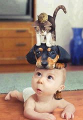 Dogs and Cats Meeting Babies For The First Time
