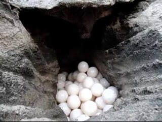 Big Turtle Layng eggs close up || exclusive video must watch