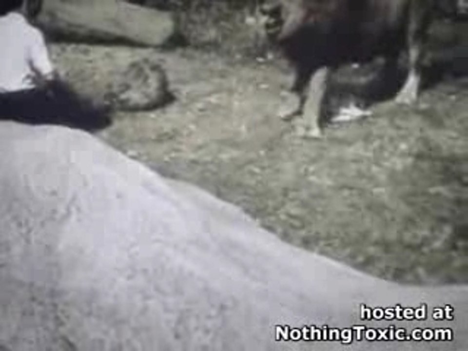 lion