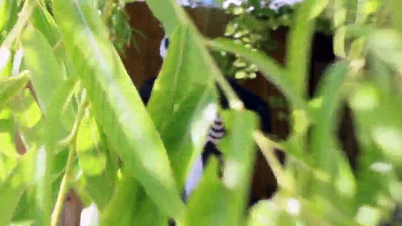 Spiderman Vs Venom - Real Life Superhero Battle _ Trampoline Fight-OiHXKfRF