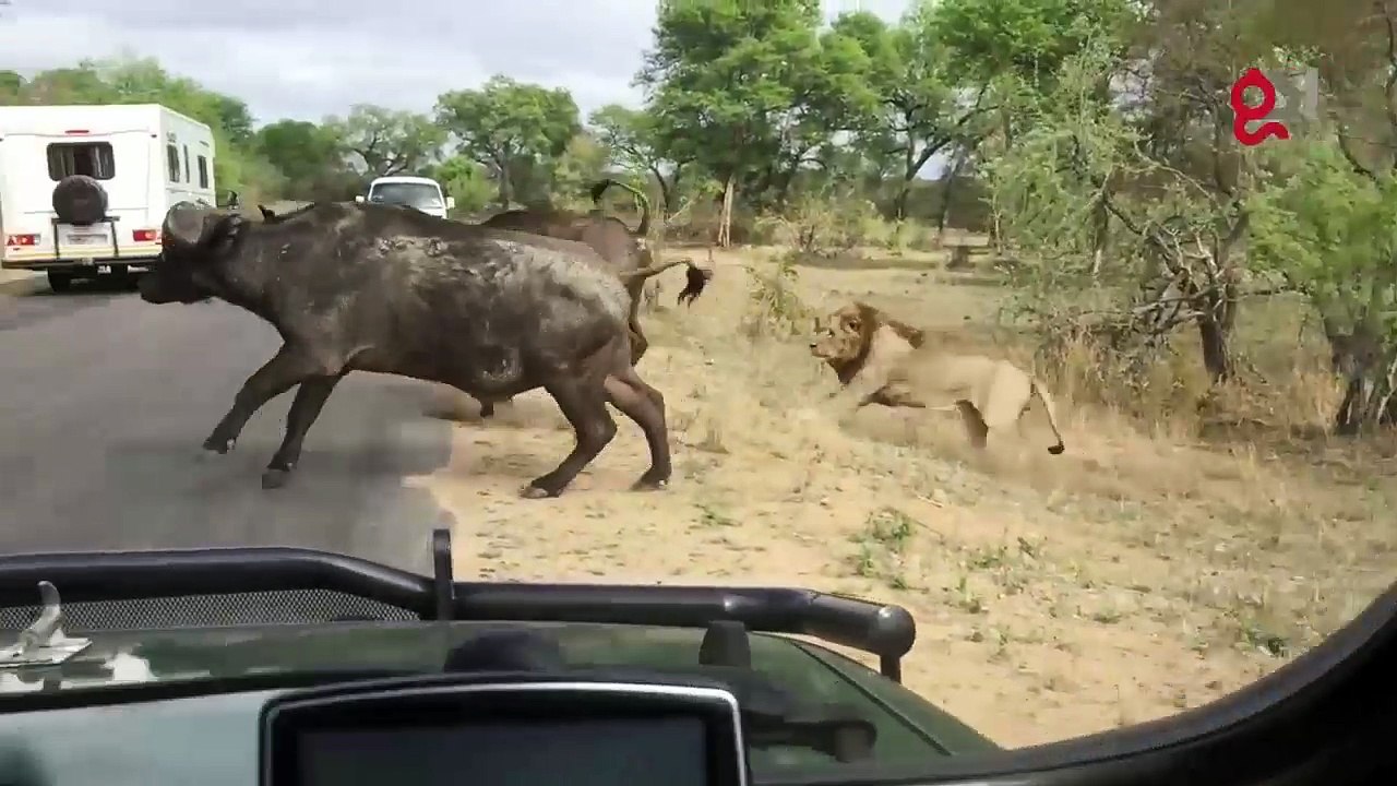 Unbelievable! This lion attacked a buffalo right in front of tourists! OMG!