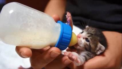 Bottle Feeding Kitten