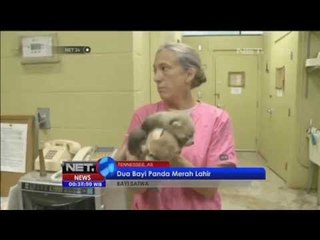 Hewan langka bayi panda merah - NET24