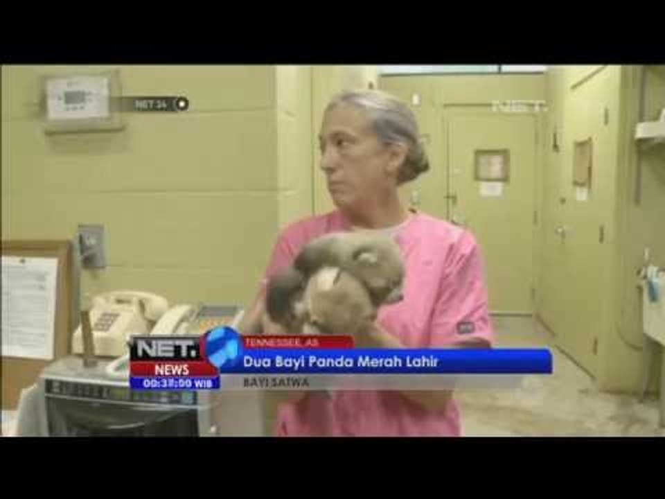 Hewan langka bayi panda merah - NET24