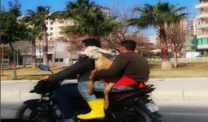 Motosiklette koyunla seyahat tepki topladı