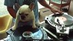 Ce chien fait du DJing sur une platine Vinyle lol