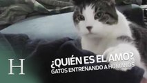 ¿Quién es el amo? Gatos entrenando a sus mascotas humanas