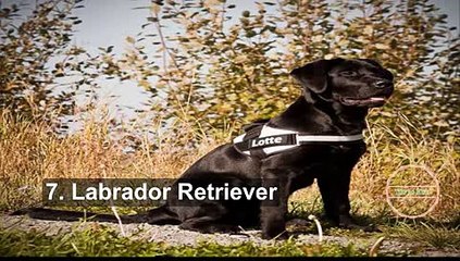 TOP 10 Smarter dog in the wolrd  That is  very Beautiful and cute_xvid