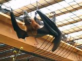 The Biggest Bat in the World - Flying Fox | flying fox in the world
