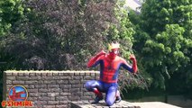Spiderman en la Vida Real Pastor de Vacas y Ovejas Divertido de Spider-man, Diversión Superhéroes por SHMIRL