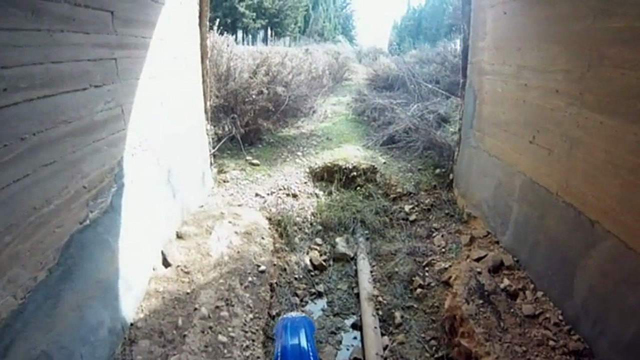 olivos 02