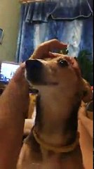 Le cri de ce chien est si étrange qu'on se demande si c'est un humain ou un chien